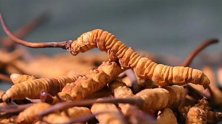 老人可以喝冬蟲(chóng)夏草嗎？一文讀懂