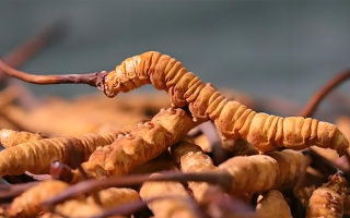 老人可以喝冬蟲(chóng)夏草嗎？一文讀懂