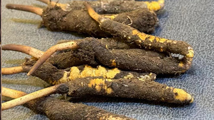 新鮮<a href=http://www.zhylvs.com/jiage/ target=_blank class=infotextkey>冬蟲夏草價格</a>