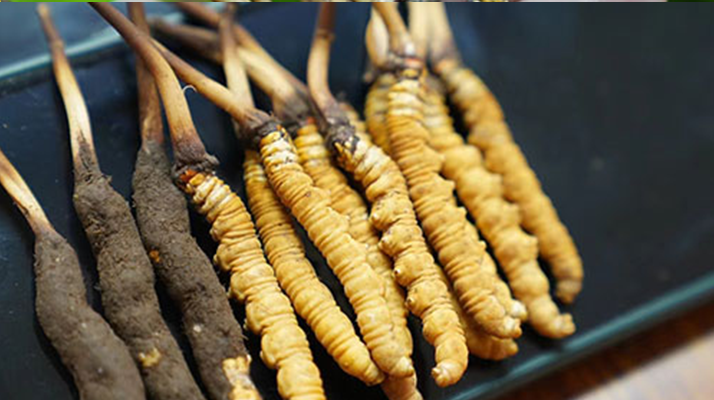 好<a href=http://www.zhylvs.com/jiage/ target=_blank class=infotextkey>冬蟲(chóng)夏草多少錢(qián)</a>一斤？?jī)r(jià)格全解析