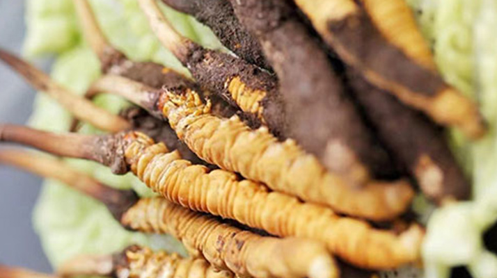 冰凍新鮮冬蟲(chóng)夏草能吃嗎？