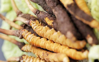 冰凍新鮮冬蟲(chóng)夏草能吃嗎？