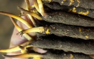 冬蟲夏草泡水喝，一次泡幾根最合適？