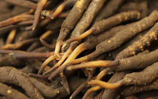 冬蟲夏草可以提高男性功能嗎？科學(xué)解析來了