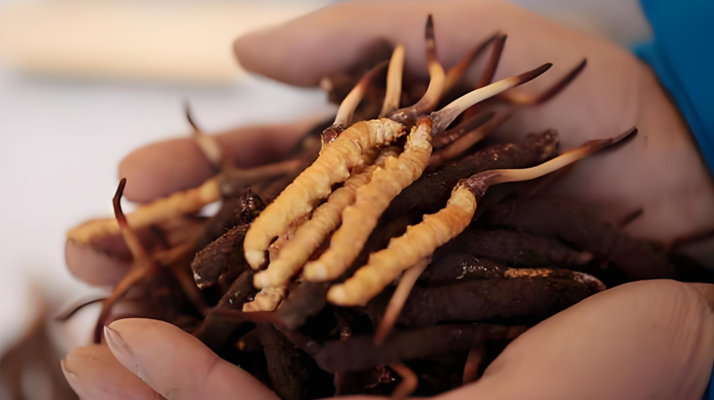 冬蟲夏草干鮮草的多樣吃法，解鎖滋補(bǔ)新方式? ? ? ?