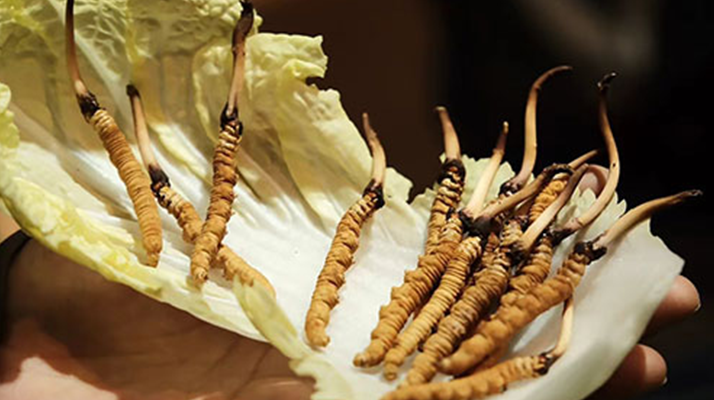 冬蟲(chóng)夏草為何鮮的好？深度解析鮮蟲(chóng)草的獨(dú)特優(yōu)勢(shì)