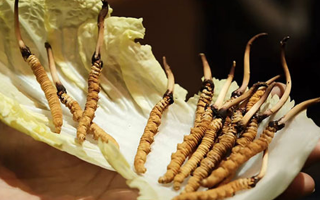 冬蟲(chóng)夏草為何鮮的好？深度解析鮮蟲(chóng)草的獨(dú)特優(yōu)勢(shì)