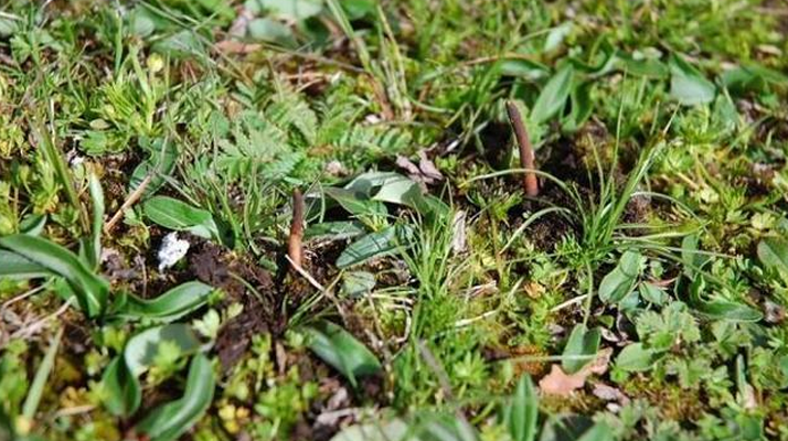 冬蟲夏草鮮草好不好喝？探尋獨(dú)特的味覺體驗