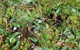 冬蟲夏草鮮草好不好喝？探尋獨(dú)特的味覺體驗