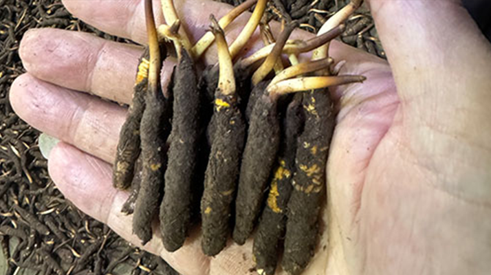 尋草之旅：踏上尋找<a href=http://www.zhylvs.com/xinxian/ target=_blank class=infotextkey>新<a href=http://www.zhylvs.com/xinxian/ target=_blank class=infotextkey>鮮冬蟲夏草</a></a>的征程