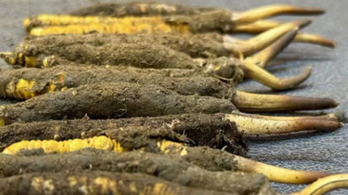 正宗<a href=http://www.zhylvs.com/xinxian/ target=_blank class=infotextkey>新<a href=http://www.zhylvs.com/xinxian/ target=_blank class=infotextkey>鮮冬蟲夏草</a></a>的科學吃法指南