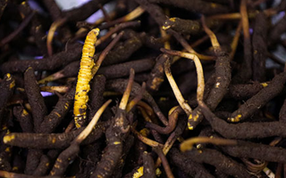 吃新鮮冬蟲夏草會過敏嗎？一文為你揭秘