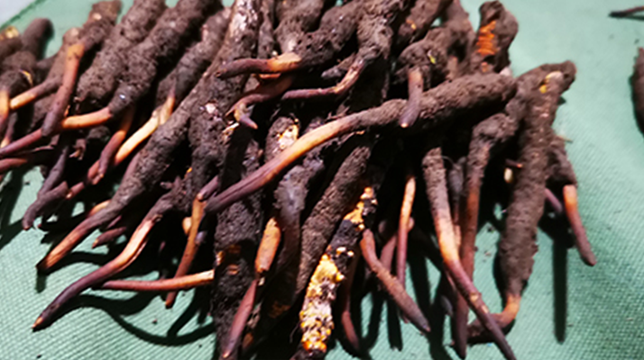 新鮮冬蟲(chóng)夏草哪里買？全渠道選購(gòu)指南