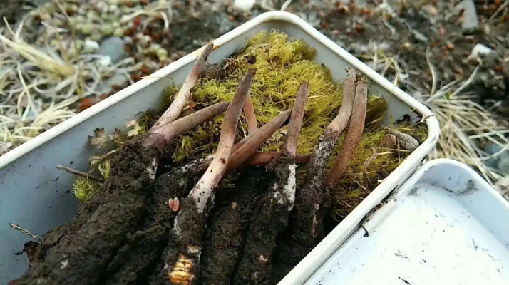 冬蟲夏草鮮草的養(yǎng)生密碼：解鎖自然饋贈(zèng)的神奇功效