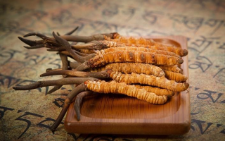 探秘冬蟲夏草鮮草的獨(dú)特模樣