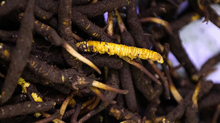 冬蟲(chóng)夏草干品與鮮品價(jià)格解析：差異背后的市場(chǎng)密碼