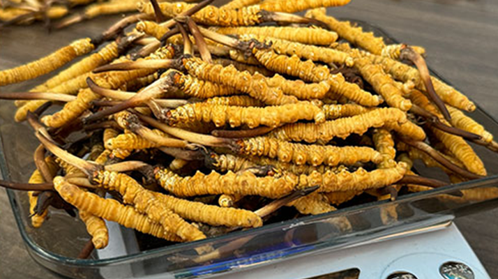 冬蟲(chóng)夏草鮮草收購(gòu)價(jià)格解析：影響因素與市場(chǎng)動(dòng)態(tài)