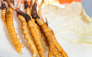 冬蟲夏草鮮草一般哪里有？多渠道獲取指南