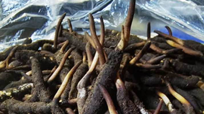 新鮮冬蟲夏草能放多久吃？一文掌握儲存與食用期限