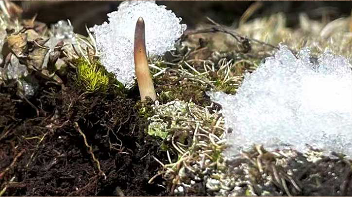 鮮冬蟲夏草燉湯多久能吃？科學(xué)燉煮時間全解析