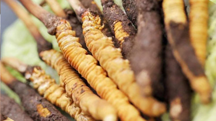 鮮冬蟲(chóng)夏草哪個(gè)尺寸最好？一文讀懂，不再糾結(jié)