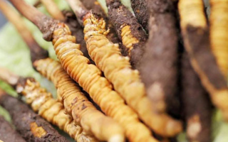 鮮冬蟲(chóng)夏草哪個(gè)尺寸最好？一文讀懂，不再糾結(jié)