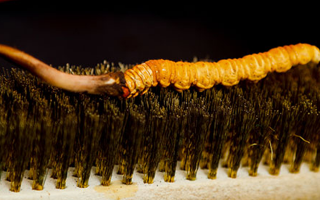 鮮冬蟲(chóng)夏草什么口感最好？探尋舌尖上的滋補(bǔ)美味? ? ? ?