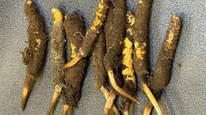 野生冬蟲(chóng)夏草一斤多少錢？多維度價(jià)格解析