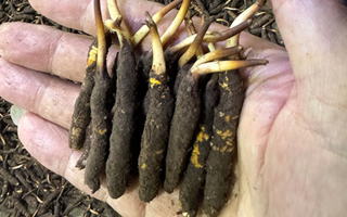 3000 條蟲草一克是幾只？深入解析蟲草規(guī)格與重量關(guān)系? ? ? ?