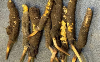 野生冬蟲(chóng)夏草一斤多少錢？多維度價(jià)格解析