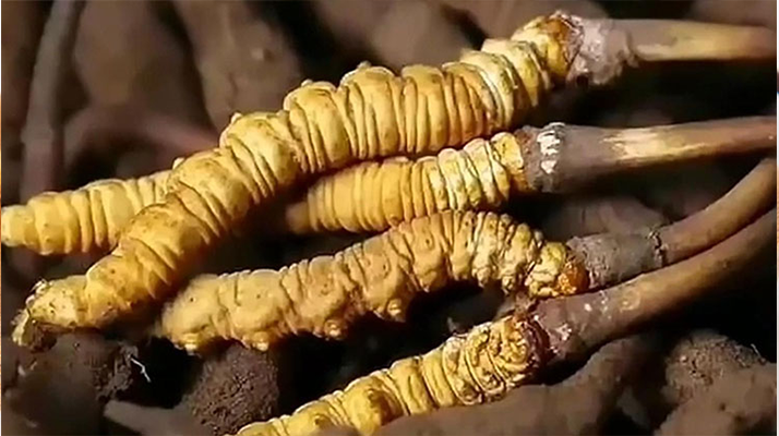 普通冬蟲夏草的價格剖析