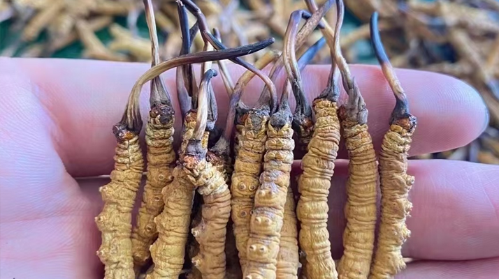 上海東強(qiáng)堂那曲冬蟲(chóng)夏草價(jià)格