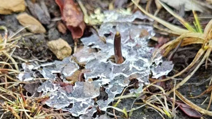 冬蟲(chóng)夏草的冬季真容：冰封下的生命蟄伏