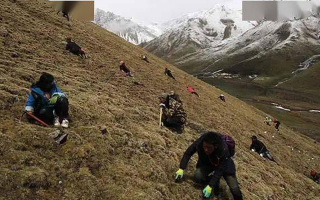 冬蟲夏草都是野生的嗎？探尋其生長的奧秘