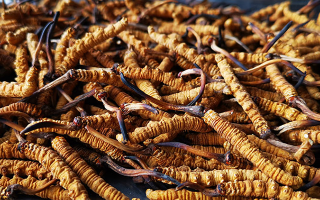 冬蟲夏草要多少錢一斤