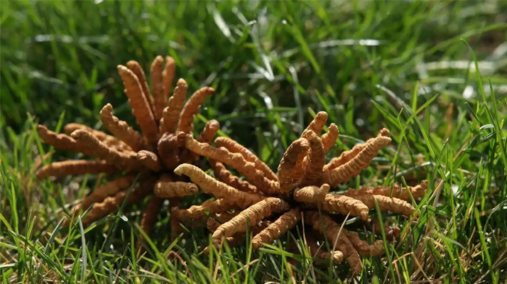 正宗冬蟲夏草一斤多少錢？多因素交織下的價(jià)格解析