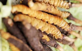 什么季節(jié)挖新鮮冬蟲夏草？把握黃金采挖期