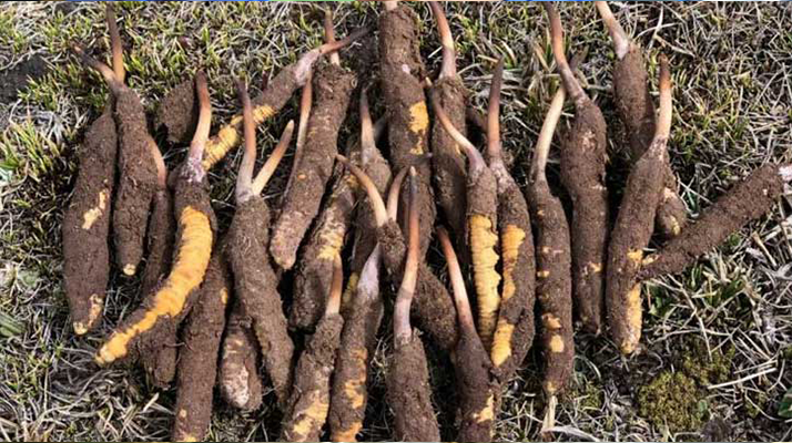 <a href=http://www.zhylvs.com/xinxian/ target=_blank class=infotextkey>新<a href=http://www.zhylvs.com/xinxian/ target=_blank class=infotextkey>鮮冬蟲夏草</a></a>科學(xué)晾干指南