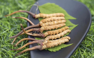 新鮮松茸冬蟲夏草怎么吃？滋補雙珍的美味搭配指南