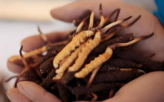 小孩可以喝冬蟲夏草嗎？科學(xué)看待兒童滋補(bǔ)問題