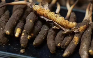 冬蟲(chóng)夏草適合哪些人群？精準(zhǔn)滋補(bǔ)指南