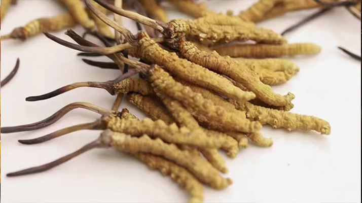 正宗冬蟲(chóng)夏草價(jià)格剖析