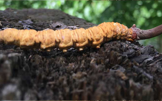 冬蟲(chóng)夏草泡酒時(shí)長(zhǎng)指南：靜待藥效沉淀的科學(xué)