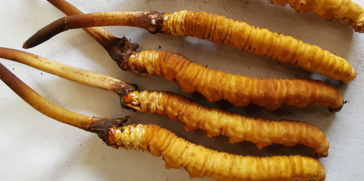 冬蟲(chóng)夏草燉鮮鮑排骨湯：秋冬滋補(bǔ)的養(yǎng)生佳品