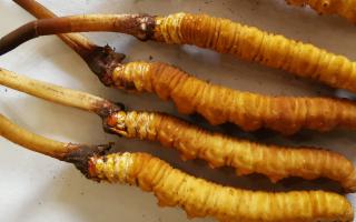 冬蟲(chóng)夏草燉鮮鮑排骨湯：秋冬滋補(bǔ)的養(yǎng)生佳品