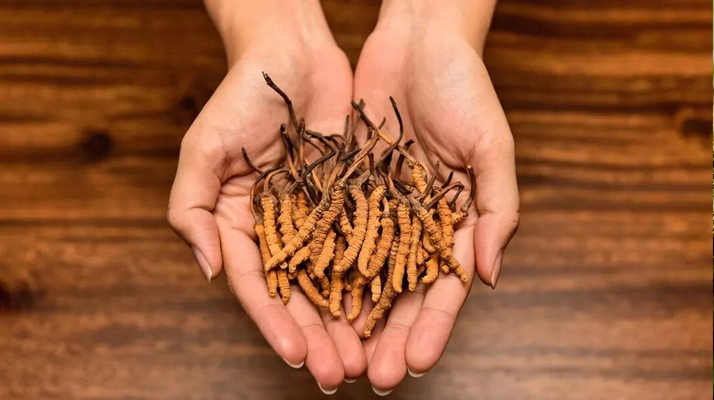 冬蟲(chóng)夏草：獨(dú)特的蟲(chóng)菌復(fù)合體品種