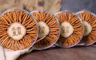 同仁堂冬蟲夏草禮盒：珍稀饋贈，品質(zhì)之選