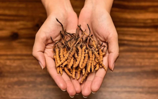 冬蟲(chóng)夏草：獨(dú)特的蟲(chóng)菌復(fù)合體品種