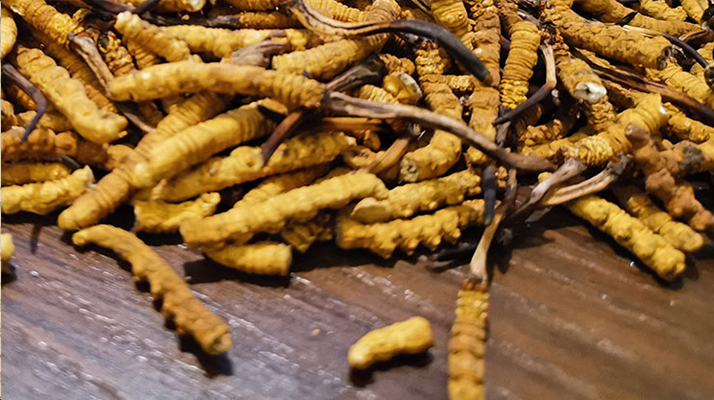 冬蟲夏草走勢行情剖析