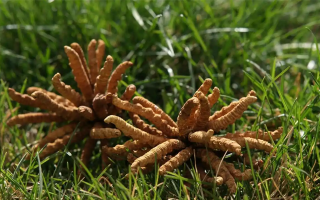 冬蟲(chóng)夏草哪些人適合服用